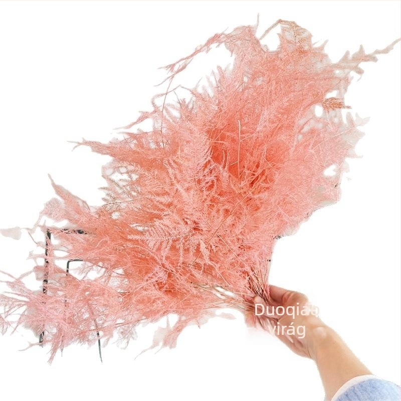 Lógó dekoratív virág, örök virág, Asparagus fajta — Beautiful flowers