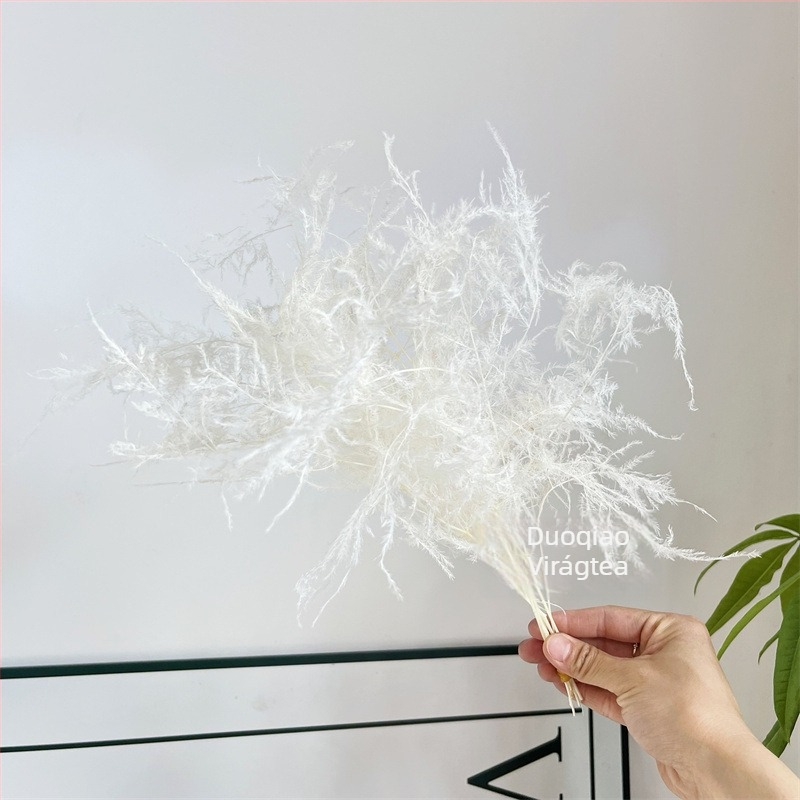 Lógó dekoratív virág, örök virág, Asparagus fajta — Beautiful flowers