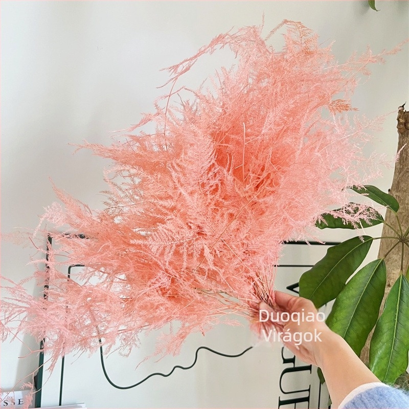 Lógó dekoratív virág, örök virág, Asparagus fajta — Beautiful flowers