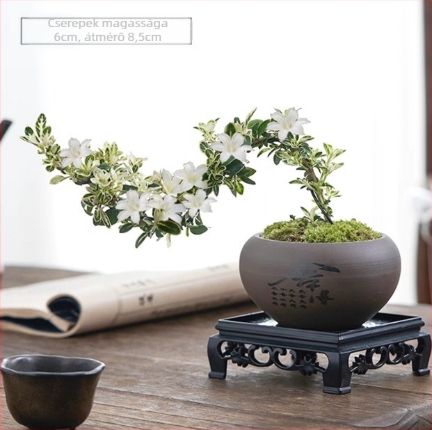 Moha golyó bonsai – Mikrotáj June Snow formájú, könnyen gondozható hidroponikus beltéri zöld növényzet; Anyag: Other; Márka: Other; Importált: Nem