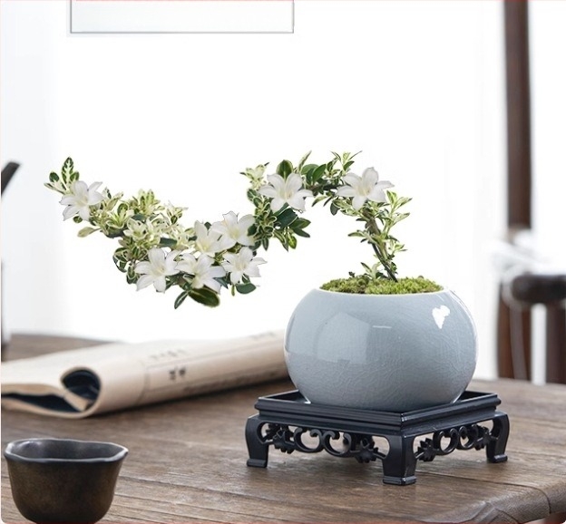 Moha golyó bonsai – Mikrotáj June Snow formájú, könnyen gondozható hidroponikus beltéri zöld növényzet; Anyag: Other; Márka: Other; Importált: Nem