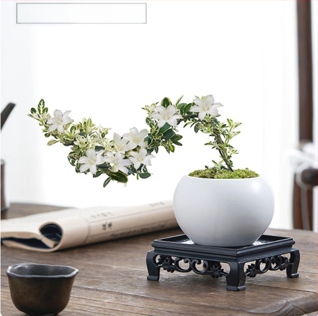 Moha golyó bonsai – Mikrotáj June Snow formájú, könnyen gondozható hidroponikus beltéri zöld növényzet; Anyag: Other; Márka: Other; Importált: Nem