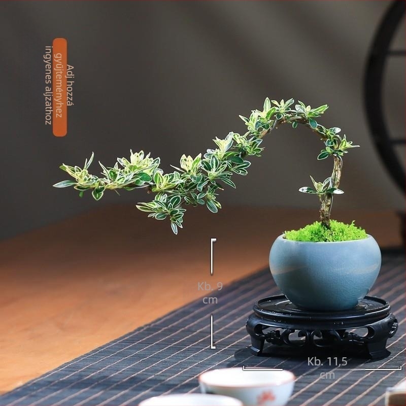 Moha golyó bonsai – Mikrotáj June Snow formájú, könnyen gondozható hidroponikus beltéri zöld növényzet; Anyag: Other; Márka: Other; Importált: Nem