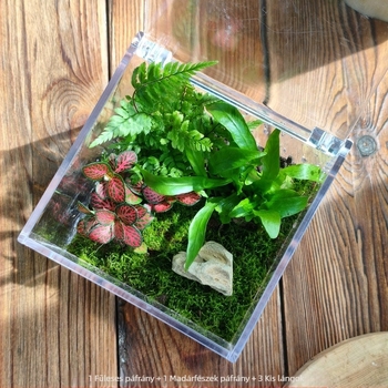 Moha Mikrotáj Készlet – négyszögletes doboz, asztali növény, selyemvirág anyag, teknősbéka mintázat, esküvőre