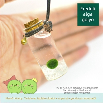 Üvegből készült marimo öko palack – mini vízivilág, hidroponia, testreszabható, eredeti dizájn