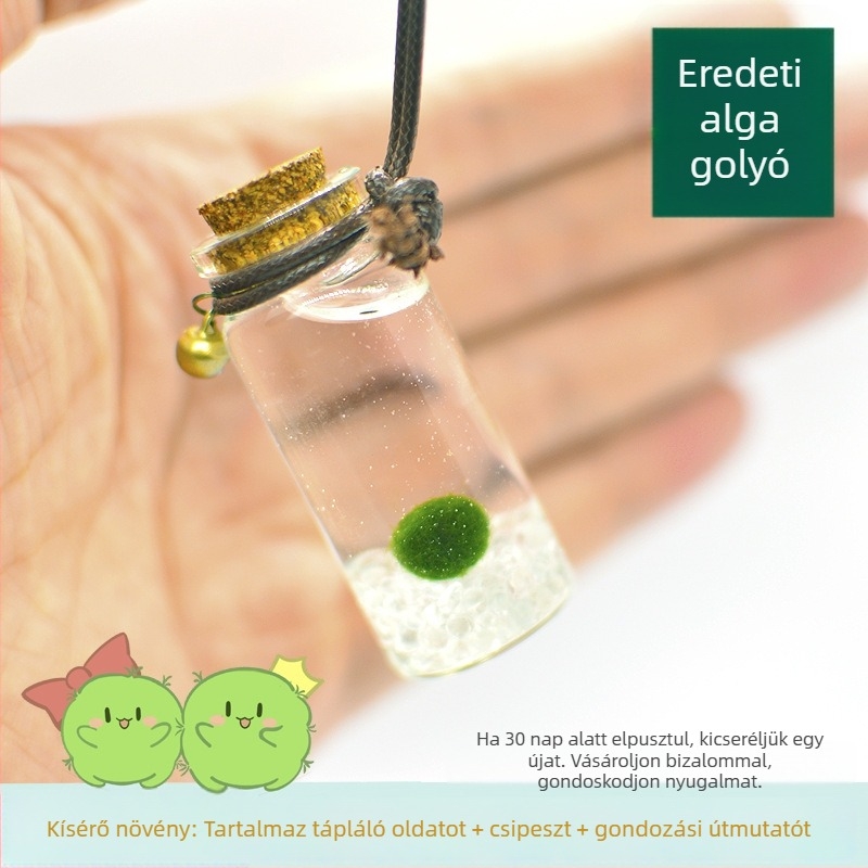 Üvegből készült marimo öko palack – mini vízivilág, hidroponia, testreszabható, eredeti dizájn
