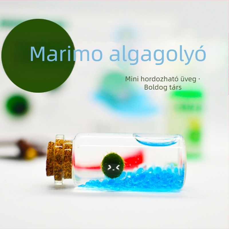 Üvegből készült marimo öko palack – mini vízivilág, hidroponia, testreszabható, eredeti dizájn