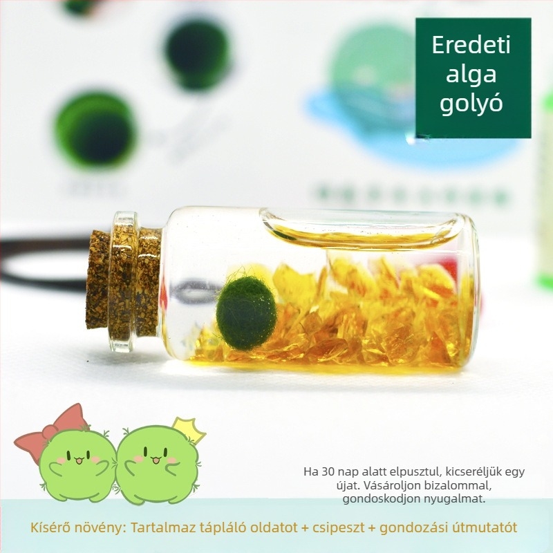 Üvegből készült marimo öko palack – mini vízivilág, hidroponia, testreszabható, eredeti dizájn