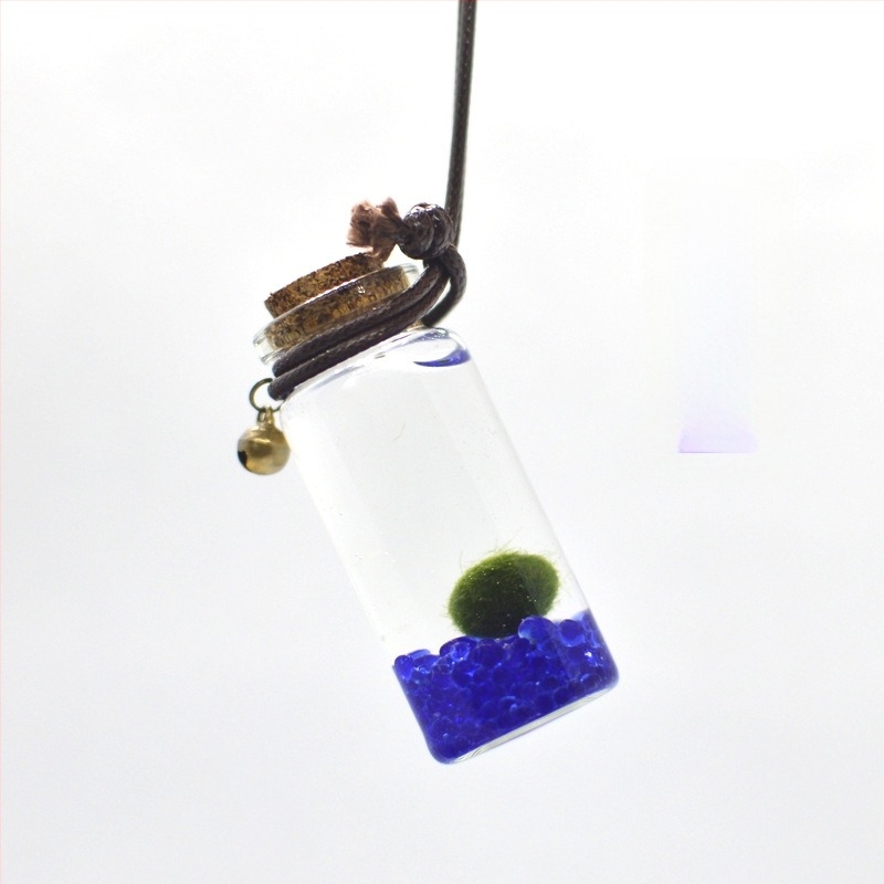 Üvegből készült marimo öko palack – mini vízivilág, hidroponia, testreszabható, eredeti dizájn