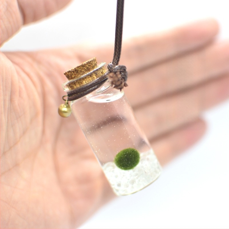 Üvegből készült marimo öko palack – mini vízivilág, hidroponia, testreszabható, eredeti dizájn