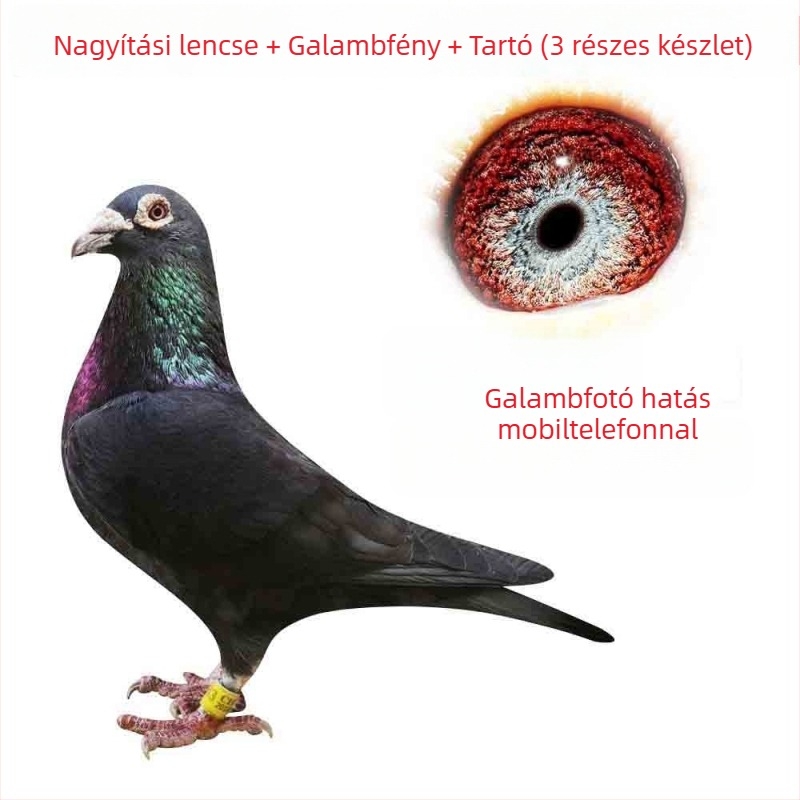 Galamb makro lencse nagyítóval madár szemének fotózásához (univerzális)