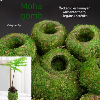 Haoyi kerámiás moha gömb növénytartó — Dendrobium orchidea mini tájkép, karton csomagolás, kihelyezhető