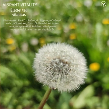 DIY készlet tartósított virágokkal: pitypang a dobozban üvegfedéllel, természetes viráganyag, gyanta