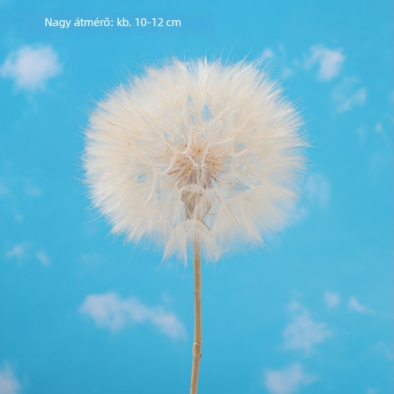 Óriás pitypang szárított virágok – örökített DIY dekorációs anyagok a váza és fotórekvizitek számára