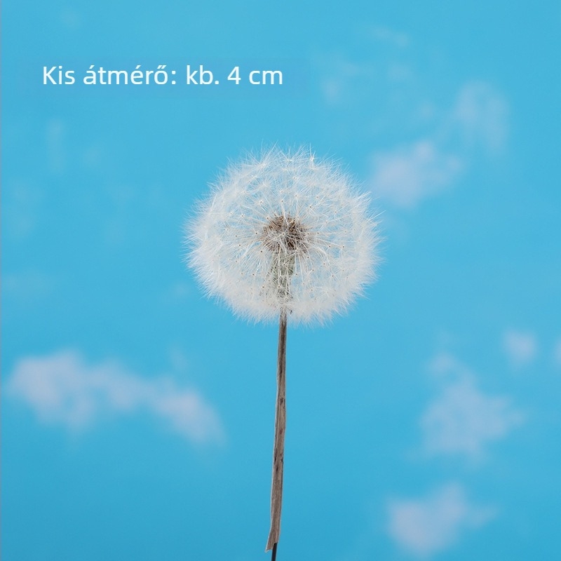 Óriás pitypang szárított virágok – örökített DIY dekorációs anyagok a váza és fotórekvizitek számára