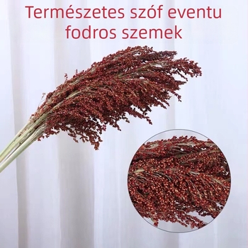 Szárított szorghum dekoratív virágszálak, levél erezet textúra, színezés nélkül, faldekorációhoz