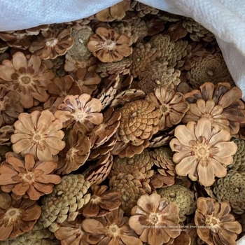 Fenyőtoboz virágok Daisy — drótos szövésű kézműves készlet esküvői dekorációhoz