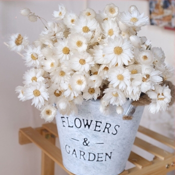 Rudan Bird szárított virágokból készült bouquet fehér és piros akcentussal — anyag: szárított virágok; márka: Spring never stops; csomagolás: OPP műanyag csomagolás; ideális ajándék születésnapokra, Teliholdra, utazási emlékekre, bulikhoz
