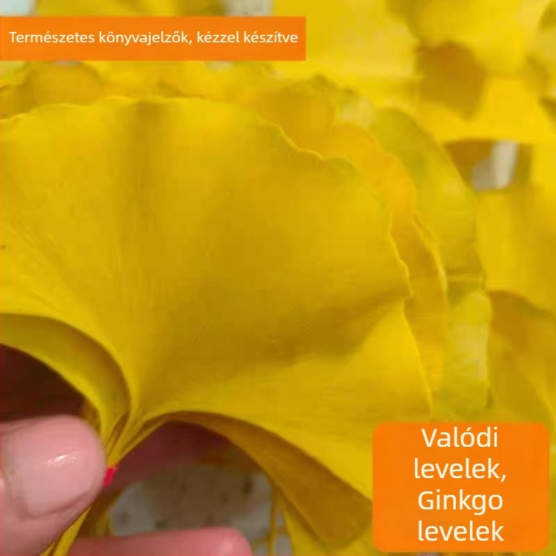 Ginkgo falevél ág – faldekorációs példány, színezés nélkül, természetes megjelenés