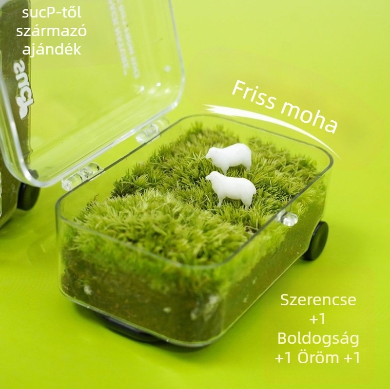 Moha Mikrolándkép Öko Üveg – Könnyen Karbantartható Zöld Növényes Doboz Üzleti Ajándékokhoz, Import Nélküli
