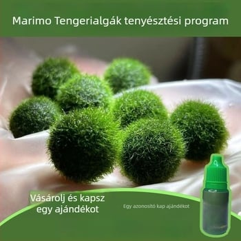 Marimo algagömb ökológiai üvegben — hidropónikus mikropejzáz kollégiumi szobához és házi akváriumhoz — oxigéntermelő vízi növények