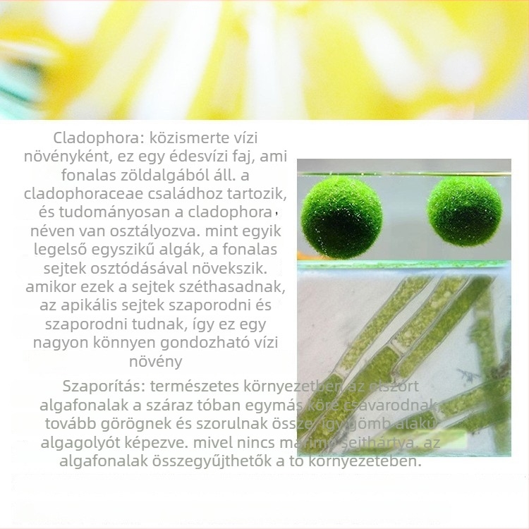 Marimo algagömb ökológiai üvegben — hidropónikus mikropejzáz kollégiumi szobához és házi akváriumhoz — oxigéntermelő vízi növények