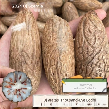 Bodhi gyöngyök – kézzel készített, természetes, polírozott Bodhi magok, modern minimál stílus, 2023 tavasz