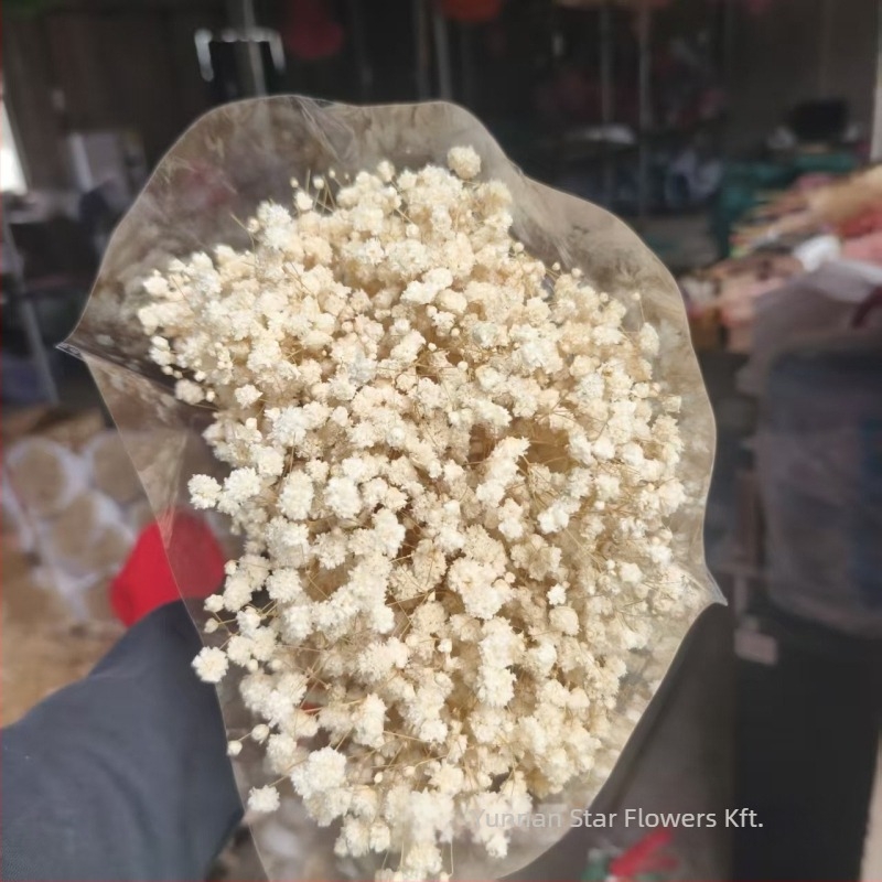 Nothing Márka Everlasting Gypsophila – Csillagos Ég Szárított virágok