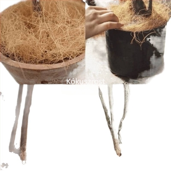Öntözőedény/Permetező palack — dekoratív virágtartó burkolat kokoszrostból (Anyag: Egyéb; Importált: Nem; Márka: Egyéb; Alkalmazható: Szabadidős utazások)