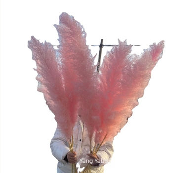 Rózsaszín pámpasz száraz virágcsokor - száraz virágok, márka Yabo, csomagolás Opp bag, folyamat 3404050