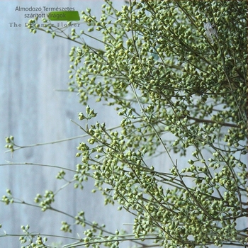 Gyümölcs szárított virágok otthoni dekorációhoz — Márka: The Dreamer Flower; Anyag: szárított virágok; Folyamat: 22408001136; Típus: Gyümölcs; Fajta: Egyéb