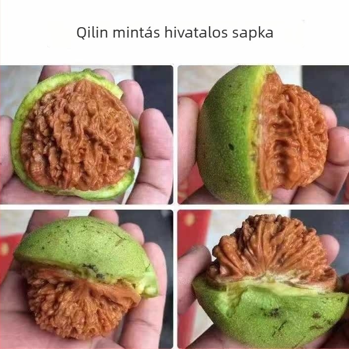 Vad dióból készült karkötő zöld héjjal, extralarge méret, qilin mintázat, oroszlán és tigris fej motívumok
