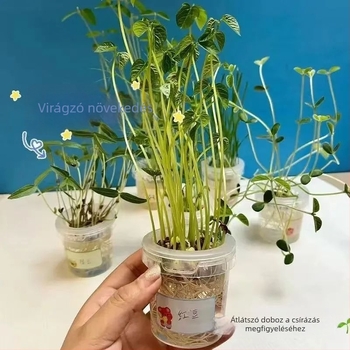 Hidroponikus bab vetőmag készlet glazírozott porcelánedényben otthoni kertészkedéshez, padlón álló edény, korrózióálló