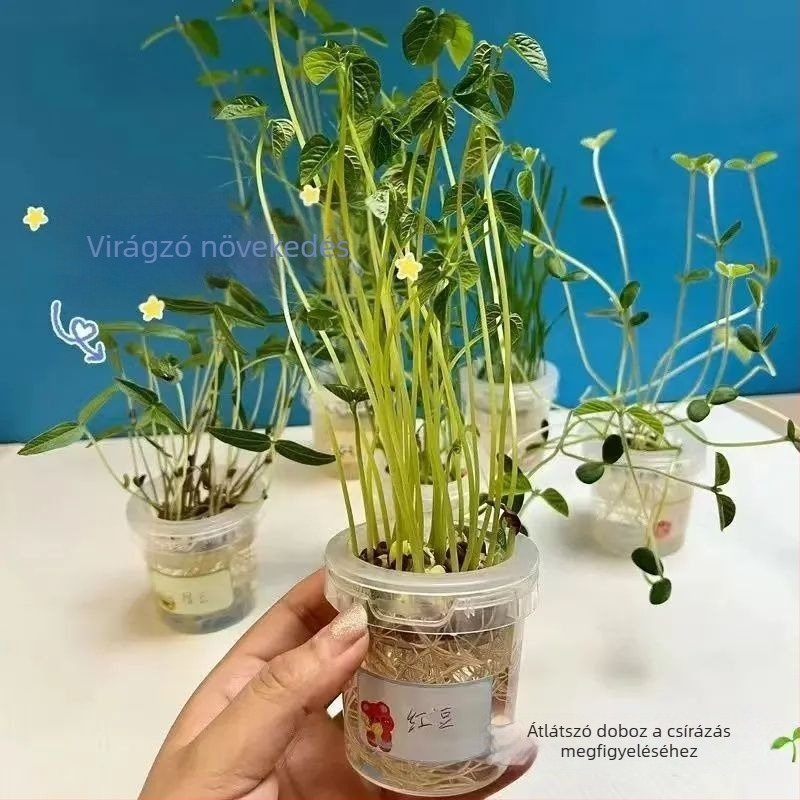 Hidroponikus bab vetőmag készlet glazírozott porcelánedényben otthoni kertészkedéshez, padlón álló edény, korrózióálló