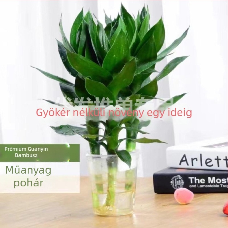 Szerencsés bambusz hidroponikus növény (Anyag: ABS műanyag; Importált: Nem; Licencelt magánmárkák: Igen; Márka: Nincs; IP engedély: Nincs)