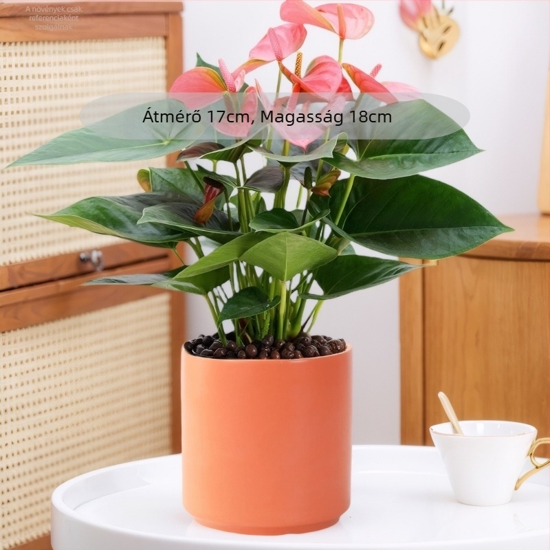Nordic Minimalista kerámia virágcserép, nagy méretű hengeralakú, tálcával, pothos és Anthurium számára, nappaliba