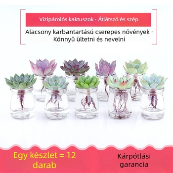 Üvegből készült virágtartó, otthoni kertészkedéshez, padlóra álló, egyszerű stílus