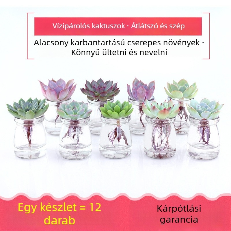 Üvegből készült virágtartó, otthoni kertészkedéshez, padlóra álló, egyszerű stílus