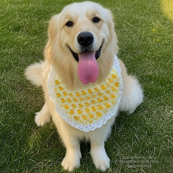 Alaiszka aranyos kutyás sál nyálvédővel – Husky, Golden Retriever és Samoyed; háromszög alakú sál nagy- és közepes méretű kutyáknak