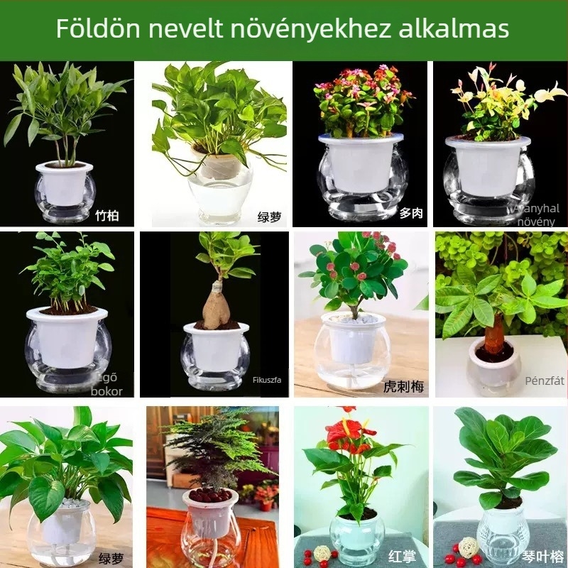 Önöntözős, átlátszó műanyag virágtartó belső hidroponikához, asztali vagy álló elhelyezéshez, egyszerű stílus.