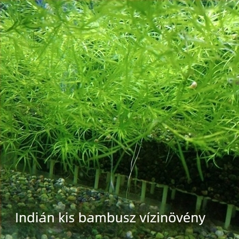 Indiai mini bambusz fű akváriumhoz — strapabíró, könnyen gondozható, árnyékos helyet kedvelő növény a dekorációhoz és a víz tisztításához