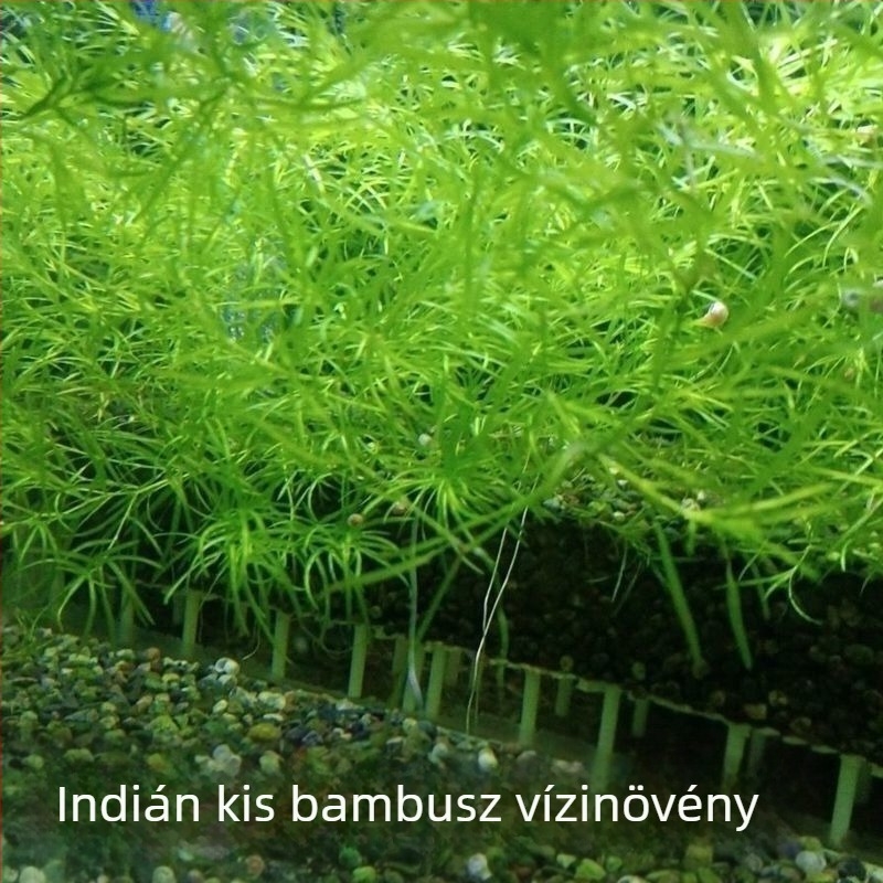 Indiai mini bambusz fű akváriumhoz — strapabíró, könnyen gondozható, árnyékos helyet kedvelő növény a dekorációhoz és a víz tisztításához