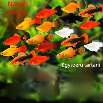 Jinpeng akvárium szűrő - Márka Jinpeng, Akvárium felszerelés, Anyag: Egyéb