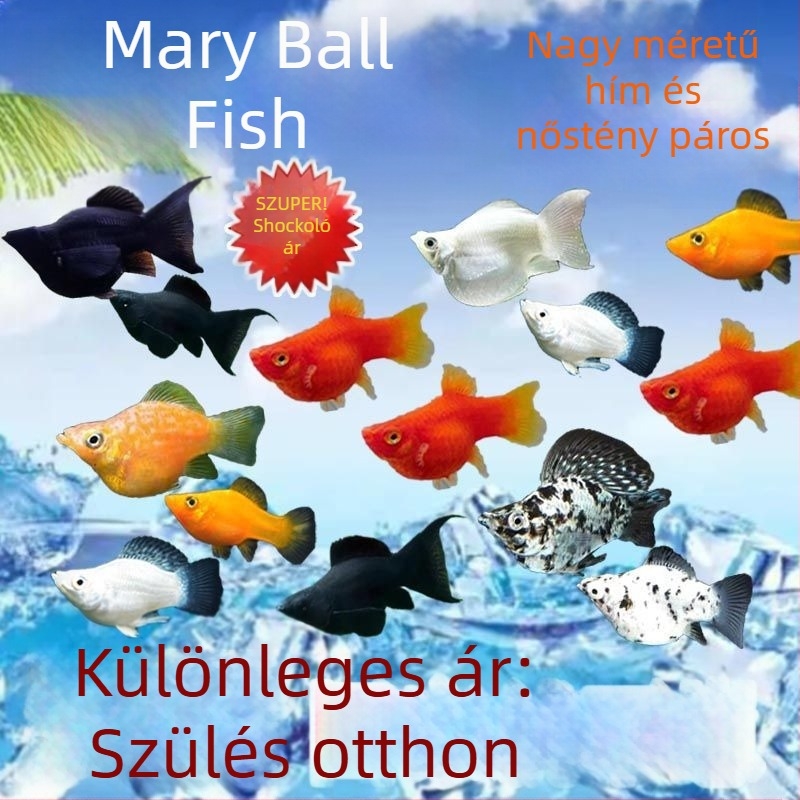 Jinpeng akvárium szűrő - Márka Jinpeng, Akvárium felszerelés, Anyag: Egyéb