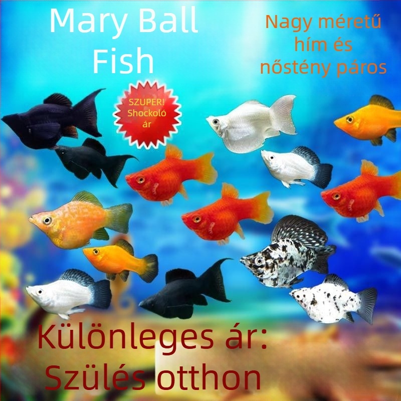 Jinpeng akvárium szűrő - Márka Jinpeng, Akvárium felszerelés, Anyag: Egyéb