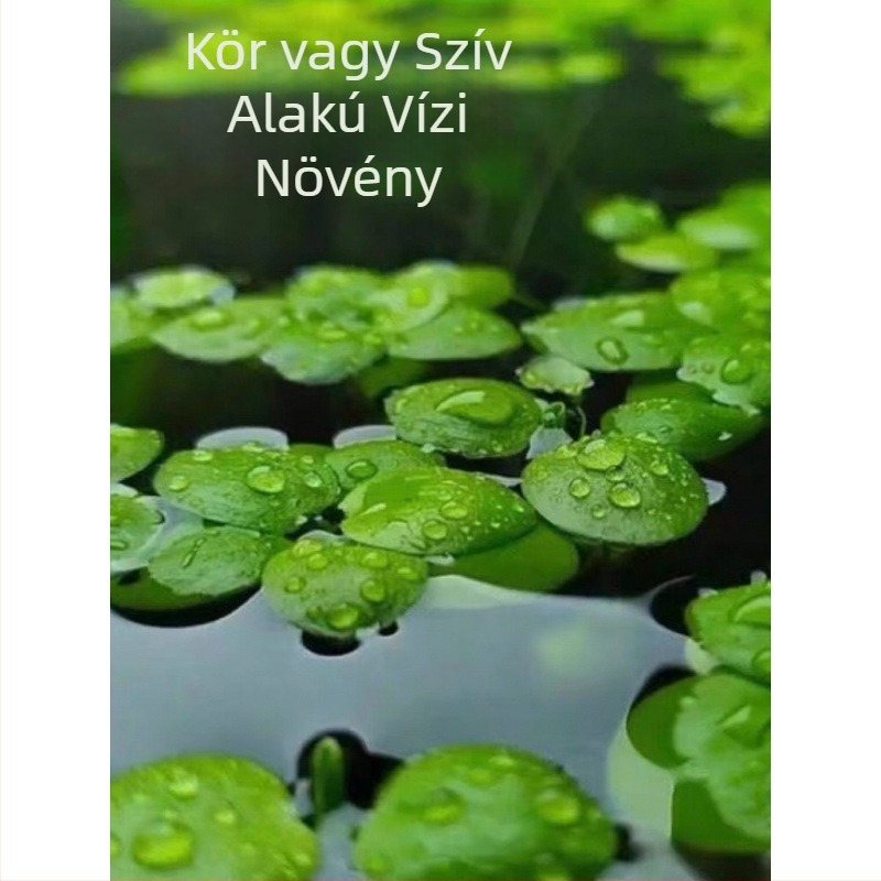 Úszó duckweed akváriumhoz – vízminőség javítás, zöld vízi növény irodába és udvarra