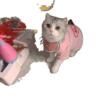 Háziállatok mellénye - Shake Velvet anyag, modern minimális stílus, Termékkód Fd5350095596588