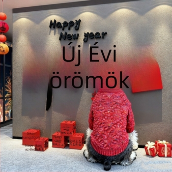 Kutyapulóver Schnauzer számára - Újév stílus, gyapjúfonal, 3D textúra, gallér arany gombbal, Lazy Dog A639