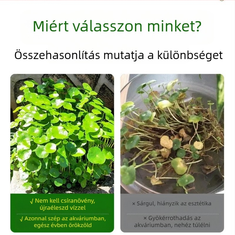 Akvárium szűrő hidroponikus növényekkel és halakkal közös tartásával a víz tisztítására, élő zöld növényekkel