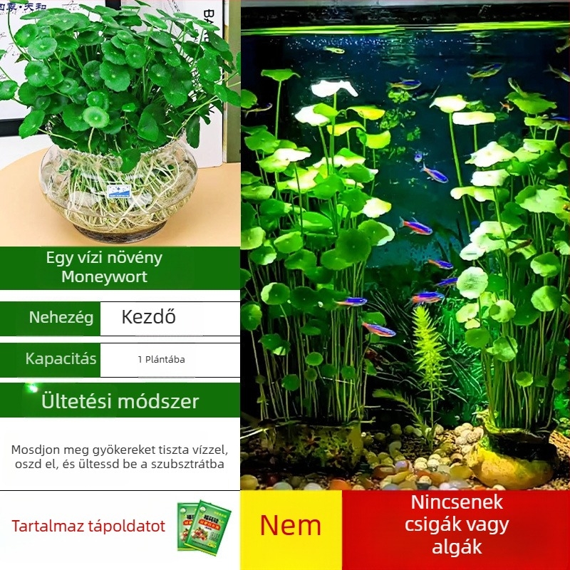 Akvárium szűrő hidroponikus növényekkel és halakkal közös tartásával a víz tisztítására, élő zöld növényekkel